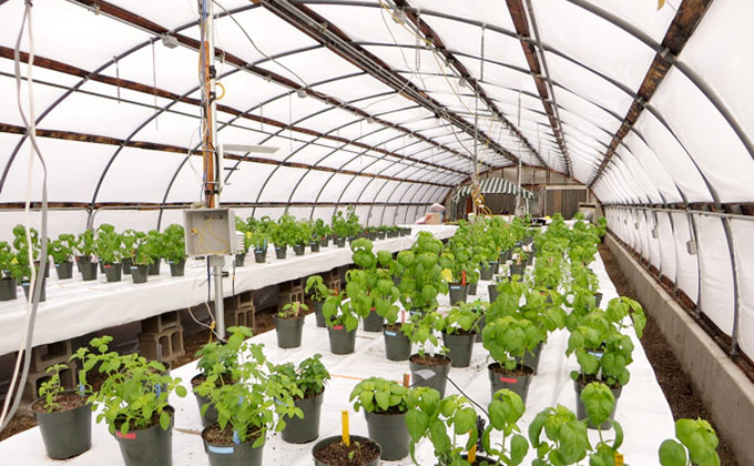 Controlled Environment Greenhouses