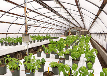 Controlled Environment Greenhouses