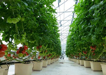 Greenhouse Hydroponic System